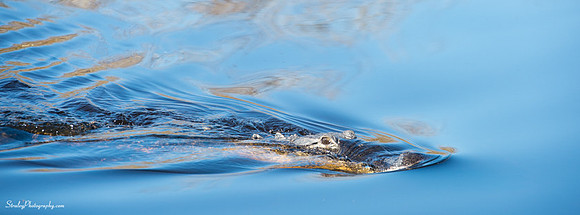 Myakka State Park  2014 12 15 - 0070