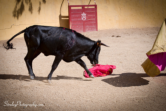 Seville 2013 10 10 - 0265
