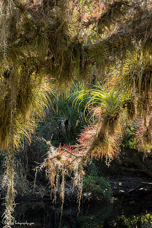 Myakka State Park  2014 12 15 - 0116