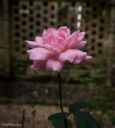 Elizabethan Gardens 2014 10 02 - 0036