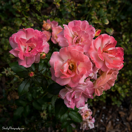 Elizabethan Gardens 2014 10 02 - 0033