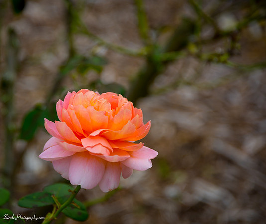 Ringling Museum 2014 12 07 - 0064