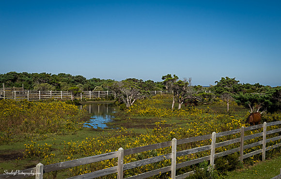 Ocracoke Island - 2014 10 17 - 0006