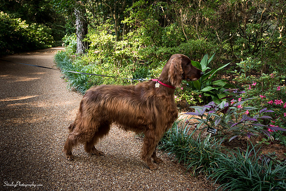 Elizabethan Gardens 2014 10 02 - 0125