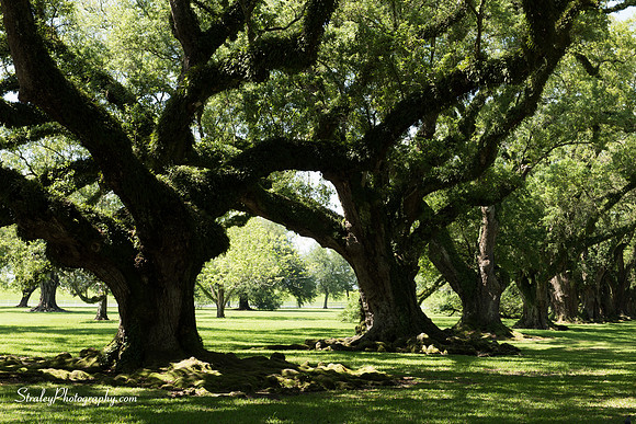 Oak Alley Plantation 2015 04 19 - 0016