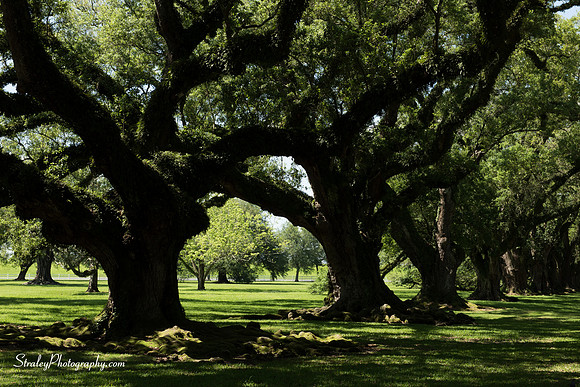 Oak Alley Plantation 2015 04 19 - 0017