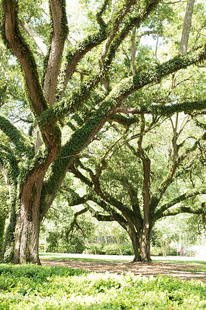Oak Alley Plantation 2015 04 19 - 0015