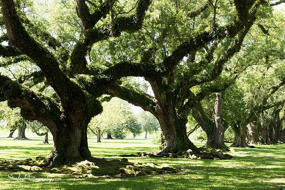 Oak Alley Plantation 2015 04 19 - 0018