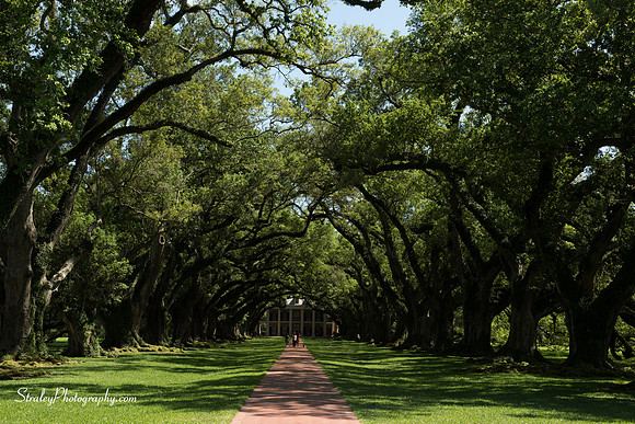 Oak Alley Plantation 2015 04 19 - 0029