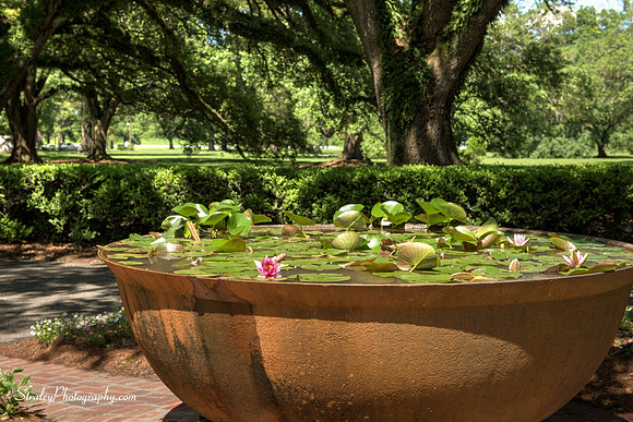 Oak Alley Plantation 2015 04 19 - 0001HDR