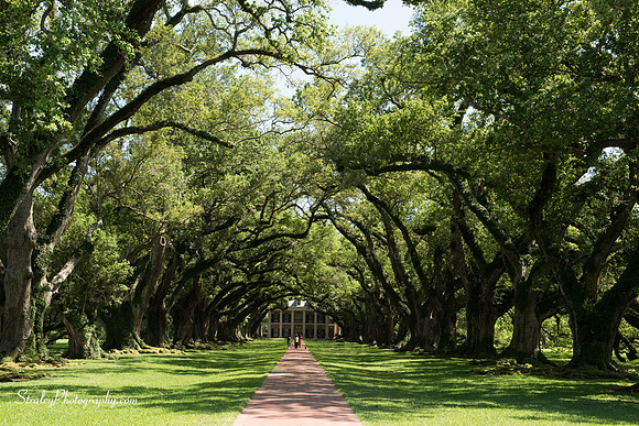 Oak Alley Plantation 2015 04 19 - 0028