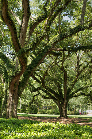 Oak Alley Plantation 2015 04 19 - 0013_4_5