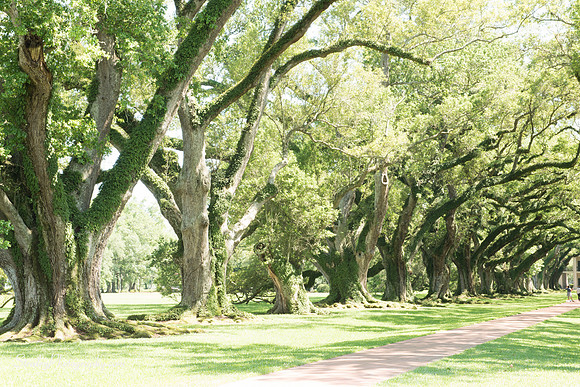 Oak Alley Plantation 2015 04 19 - 0042