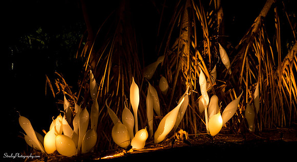 Chihuly at Fairchild Gardens  2015 01 08 - 0233