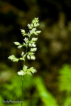 _MS82438