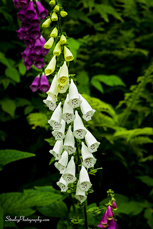 _MS82473