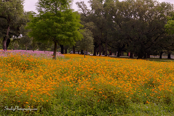 _MS82097_098_099_100_101-hdr