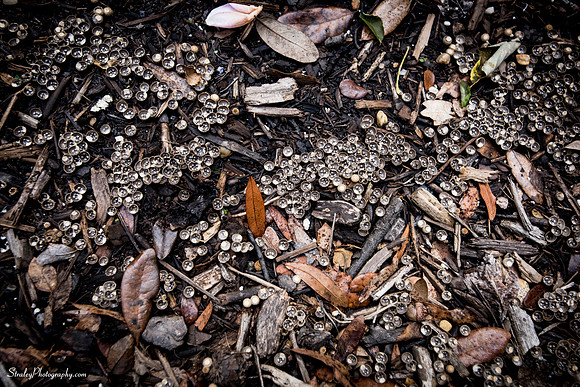 Elizabethan Gardens 2014 10 02 - 0041