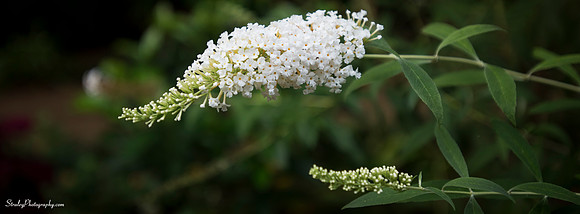Elizabethan Gardens 2014 10 02 - 0014