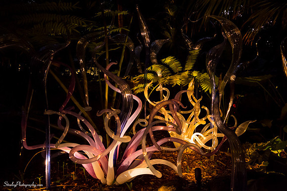 Chihuly at Fairchild Gardens  2015 01 08 - 0145