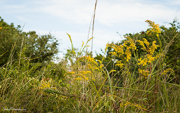 Jockeys Ridge  - 2014 10 24 - 0182