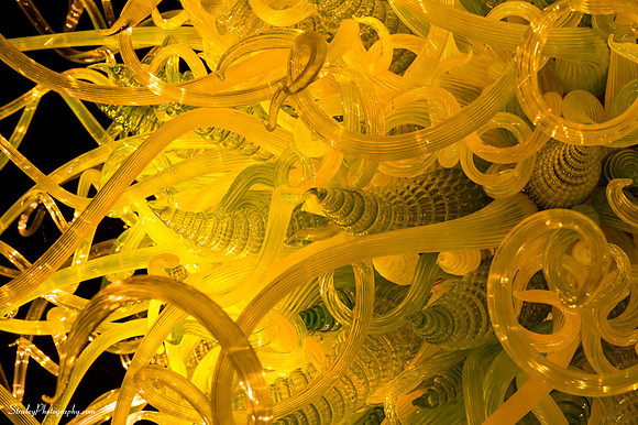 Chihuly at Fairchild Gardens  2015 01 08 - 0245