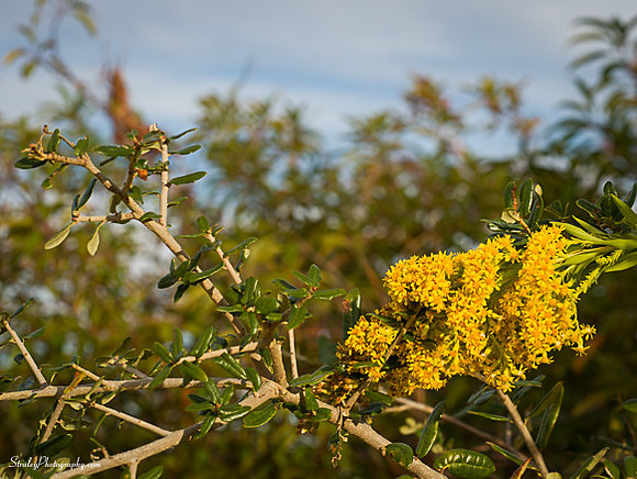 Jockeys Ridge  - 2014 10 24 - 0089