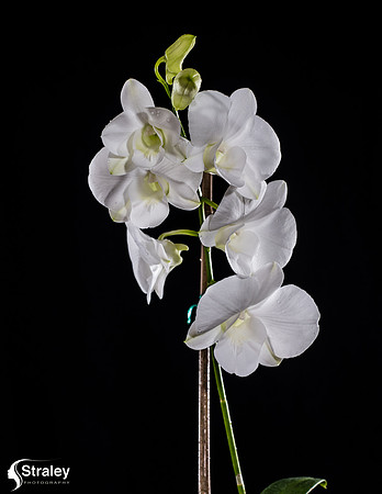 _MSS7986-2