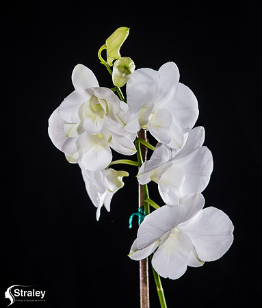 _MSS7987
