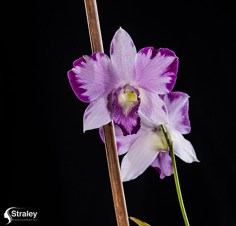 Orchids at Home  2020 02 16 - 0001