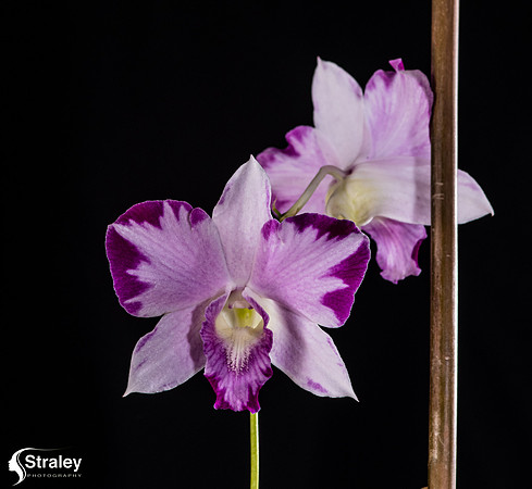 Orchids at Home  2020 02 16 - 0002