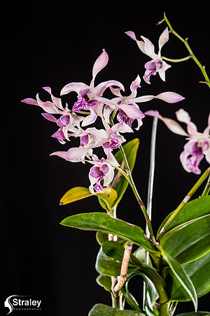 Orchids at Home  2020 02 16 - 0003