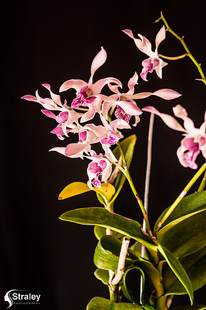 Orchids at Home  2020 02 16 - 0004