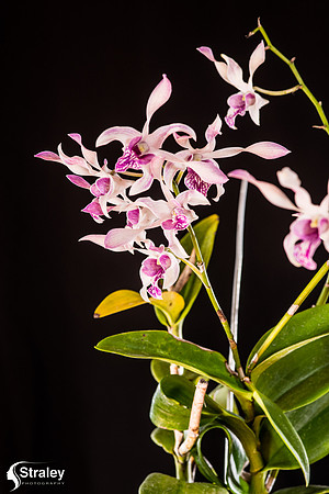 Orchids at Home  2020 02 16 - 0005