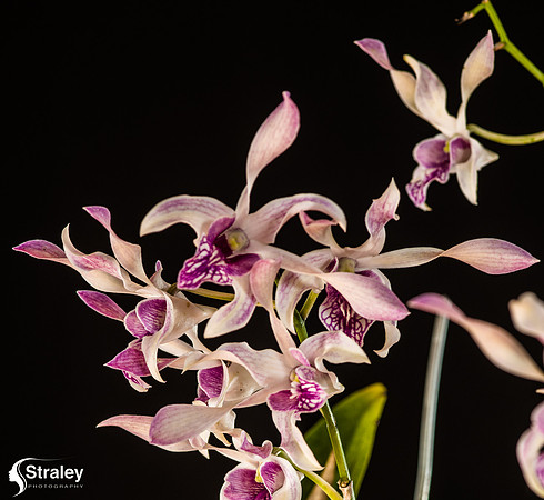 Orchids at Home  2020 02 16 - 0006