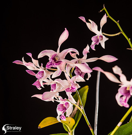 Orchids at Home  2020 02 16 - 0008