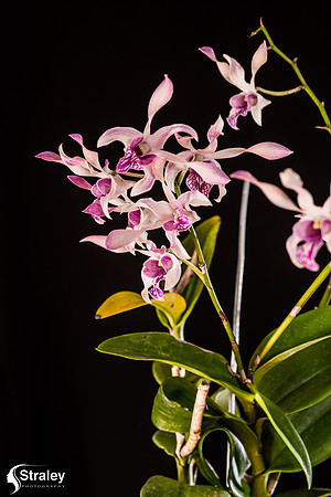 Orchids at Home  2020 02 16 - 0007