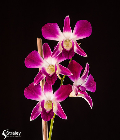 Orchids at Home  2020 02 16 - 0009