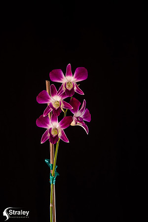 Orchids at Home  2020 02 16 - 0010