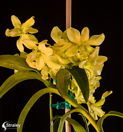 Orchids at Home  2020 02 16 - 0011