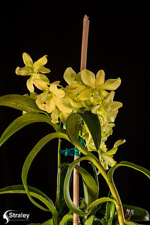 Orchids at Home  2020 02 16 - 0012