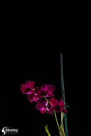 Orchids at Home  2020 02 16 - 0013