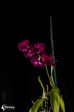 Orchids at Home  2020 02 16 - 0014