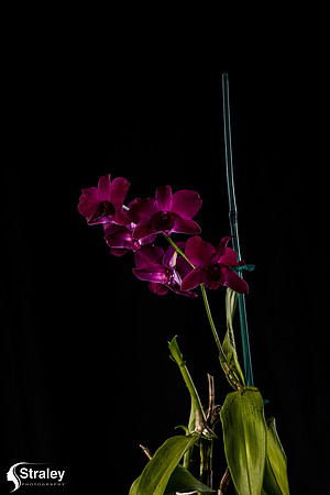 Orchids at Home  2020 02 16 - 0015