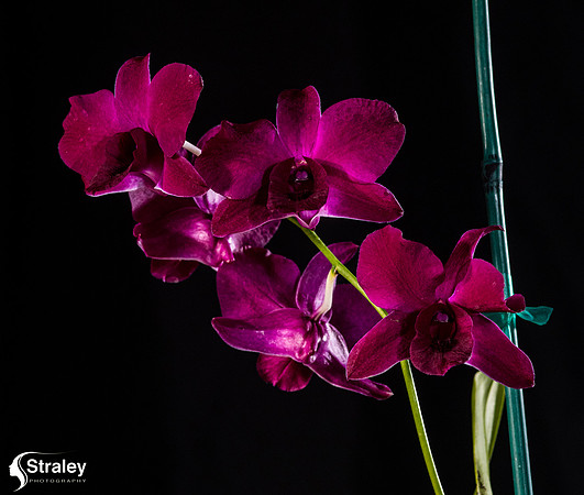 Orchids at Home  2020 02 16 - 0016