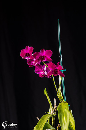 Orchids at Home  2020 02 16 - 0017