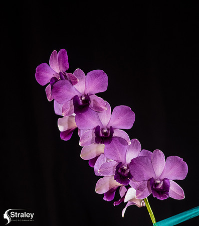 Orchids at Home  2020 02 16 - 0018