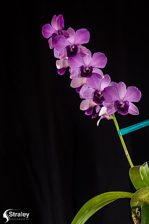 Orchids at Home  2020 02 16 - 0019