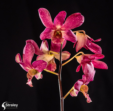 Orchids at Home  2020 02 16 - 0020