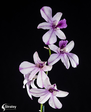 Orchids at Home  2020 02 16 - 0021